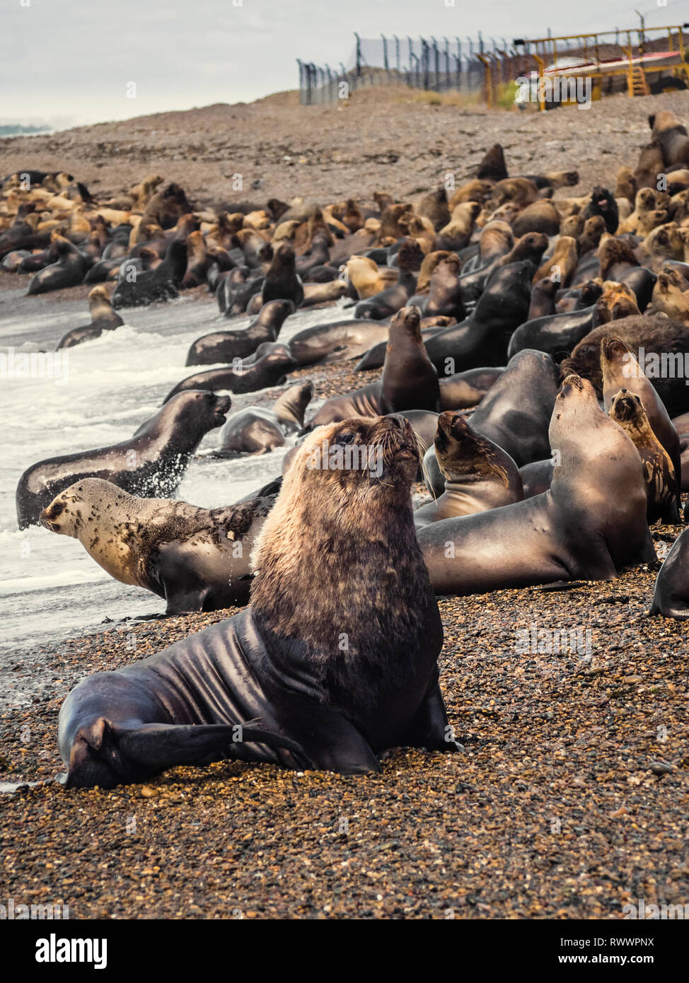 Sea Wolf an der Küste von Argentinien. Strand in der Nähe von Caleta Olivia. Patagonien Stockfoto