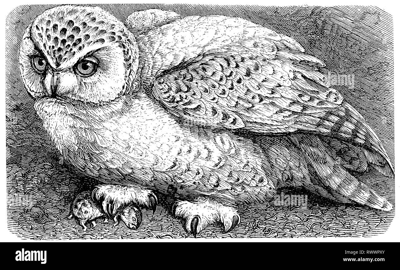 Digital verbesserte Reproduktion, Schneeeule, Bubo bubo scandiacus, scandiaca Nyctea scandiaca,, original woodprint Th 19. Stockfoto