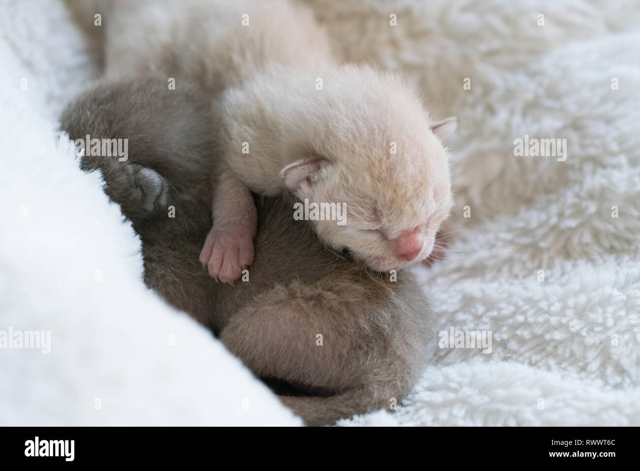 Zwei neugeborene 5 Tage altes Kitten Burma Rasse auf dem Fell Wurf Stockfoto