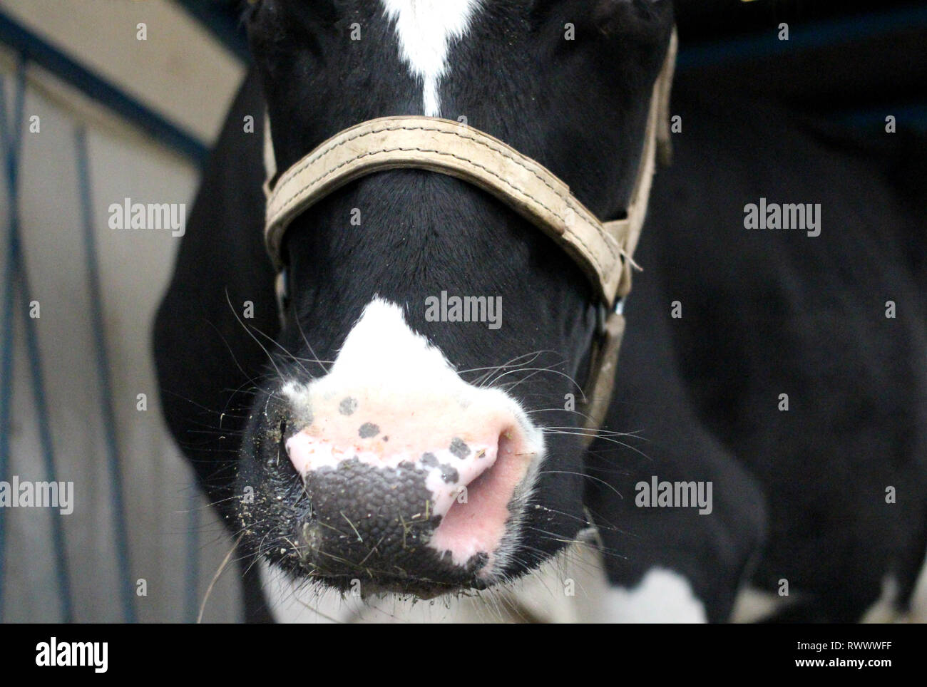 Kuh auf dem Bauernhof mit tierärztlichen Tags in den Ohren ist in der Pen Tier Stockfoto