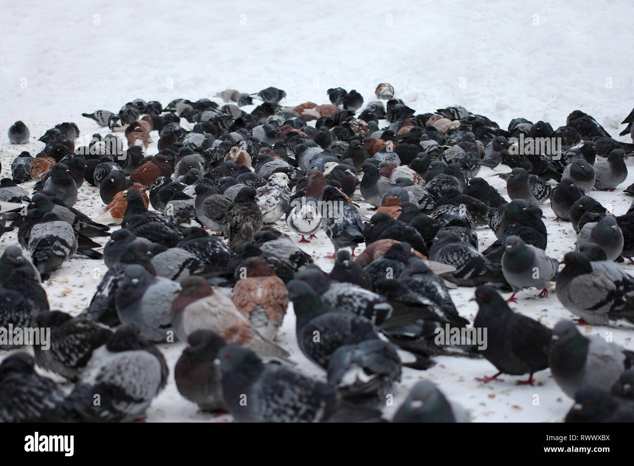 Eine große Herde von Stadt vögel tauben sitzen auf dem Schnee in der Stadt Stockfoto