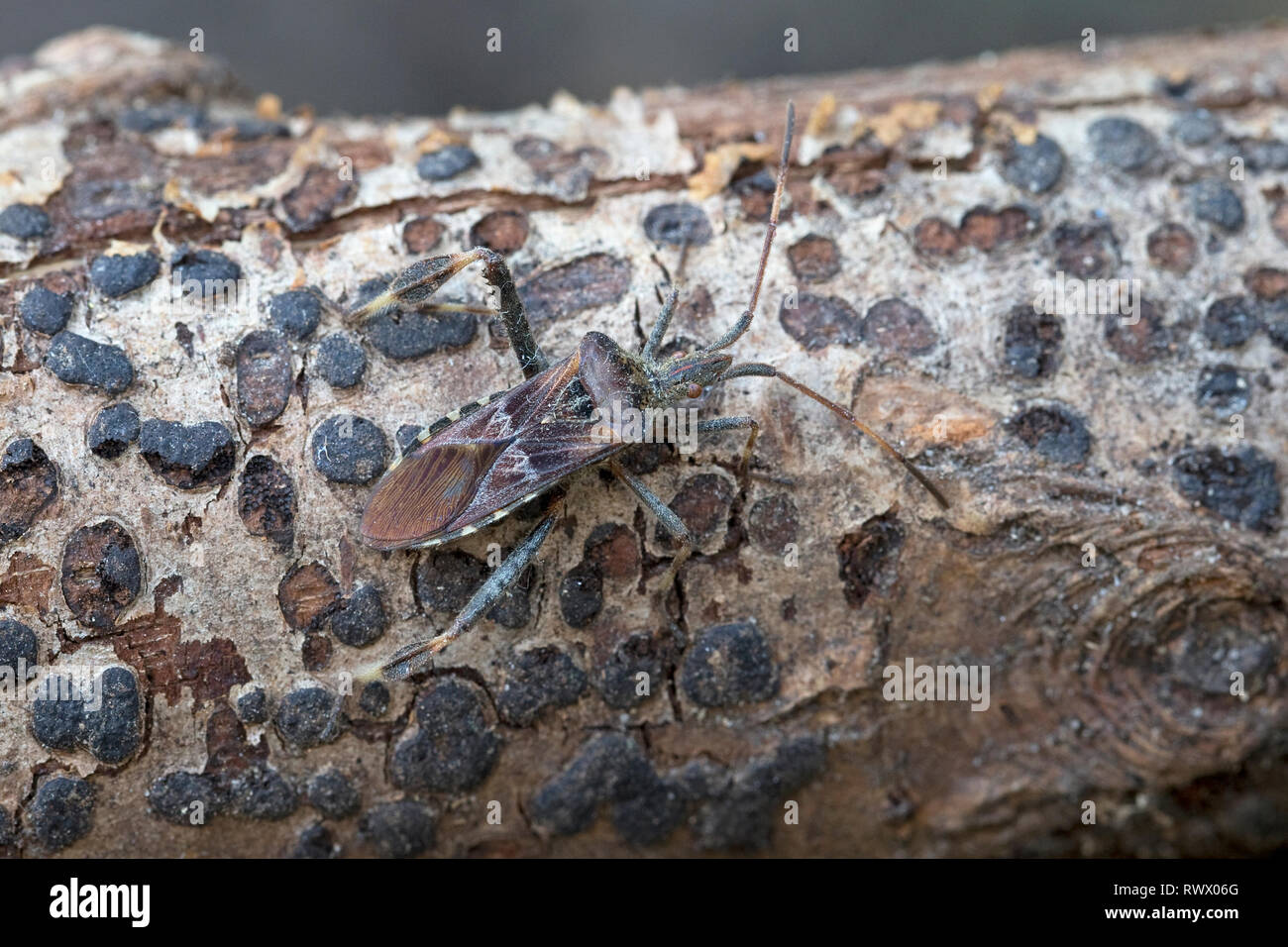 Westlichen Nadelbaum Samen Bug (Leptoglossus Occidentalis) Stockfoto