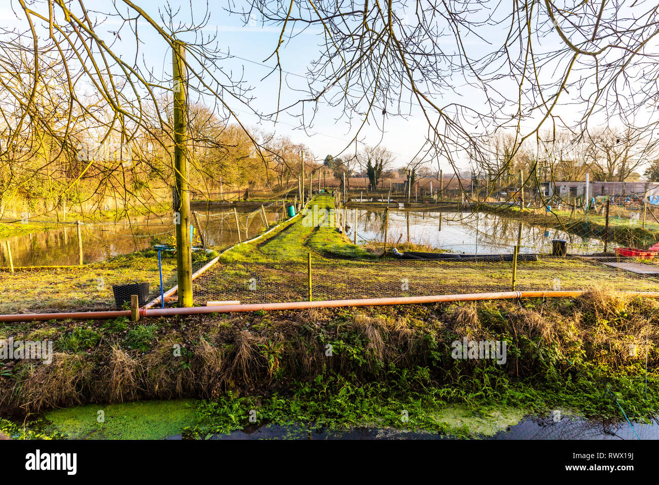 Trout Farm, Forellenzucht, Trout Farm Teiche, Fischzucht, Forellen