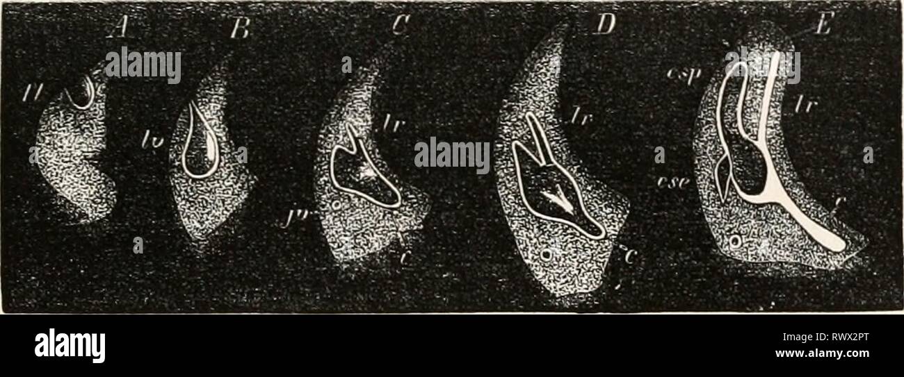 Elemente der vergleichenden Anatomie (1878) Elemente der vergleichenden Anatomie elementsofcompar 00 gege Jahr: 1878 AUDITIVE ORGANE DER VERTEBEATA. 533 Prozesse des Oberkiefers und die externe nasale Prozesse, die durch die Differenzierung dieser Teile, und führt von der Region der inneren Winkel des Auges an den Rand des nasalen Grube, sinkt tiefer als diese Prozesse entwickelt werden (lachrymal Groove); es wird nun von ihren Kanten so als Kanal, der, wenn die nasenhöhle wird entwickelt, in Es öffnet sich gerade unter den Inferioren turbinated Knochen zu bilden. In der Reptilia (Lacerta) Stockfoto