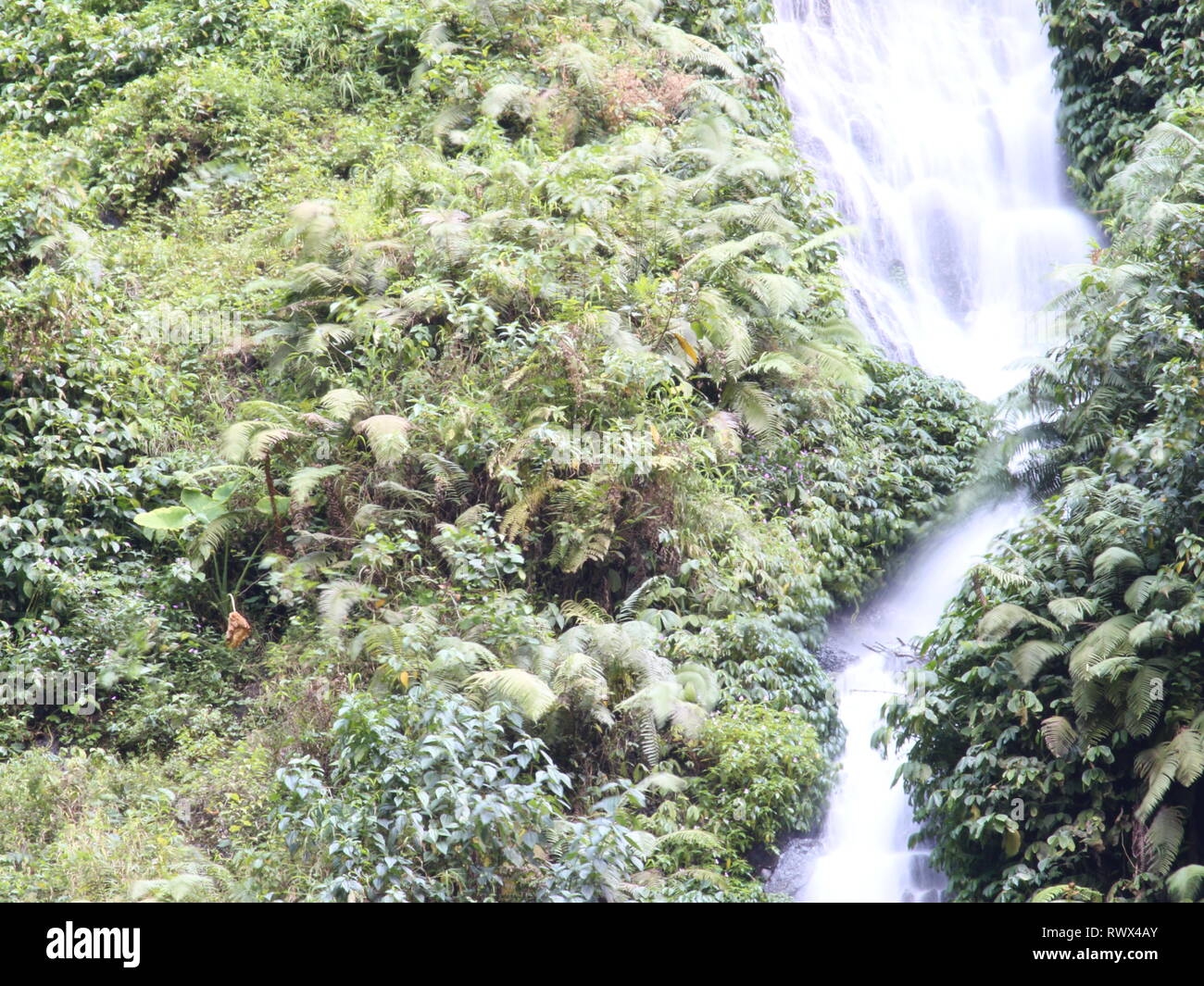 Ein kleiner Wasserfall, der in einen unberührten Fluss mündet, eignet sich zur Illustration eines noch immer schönen tropischen Waldes Stockfoto