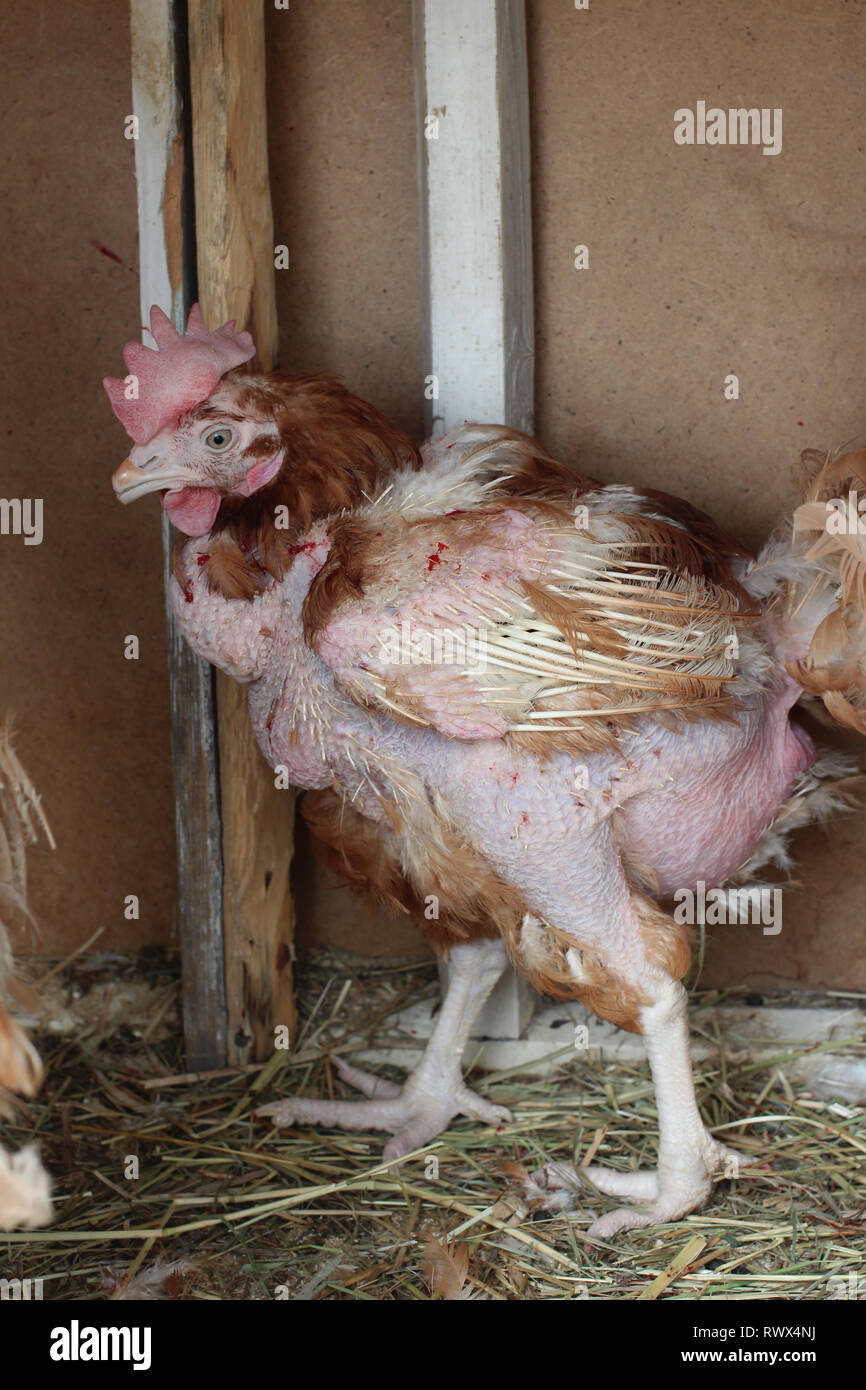 Ein krankes Huhn ist eine ansteckende Krankheit der Federn auf dem  Bauernhof geschält Stockfotografie - Alamy