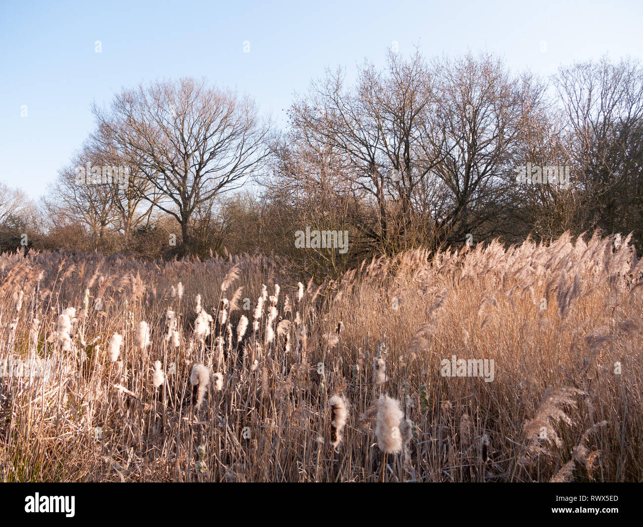 Fingringhoe wick Naturschutzgebiet außerhalb Landschaft Hintergrund offener Raum Land Landschaft, Essex, England, Großbritannien Stockfoto