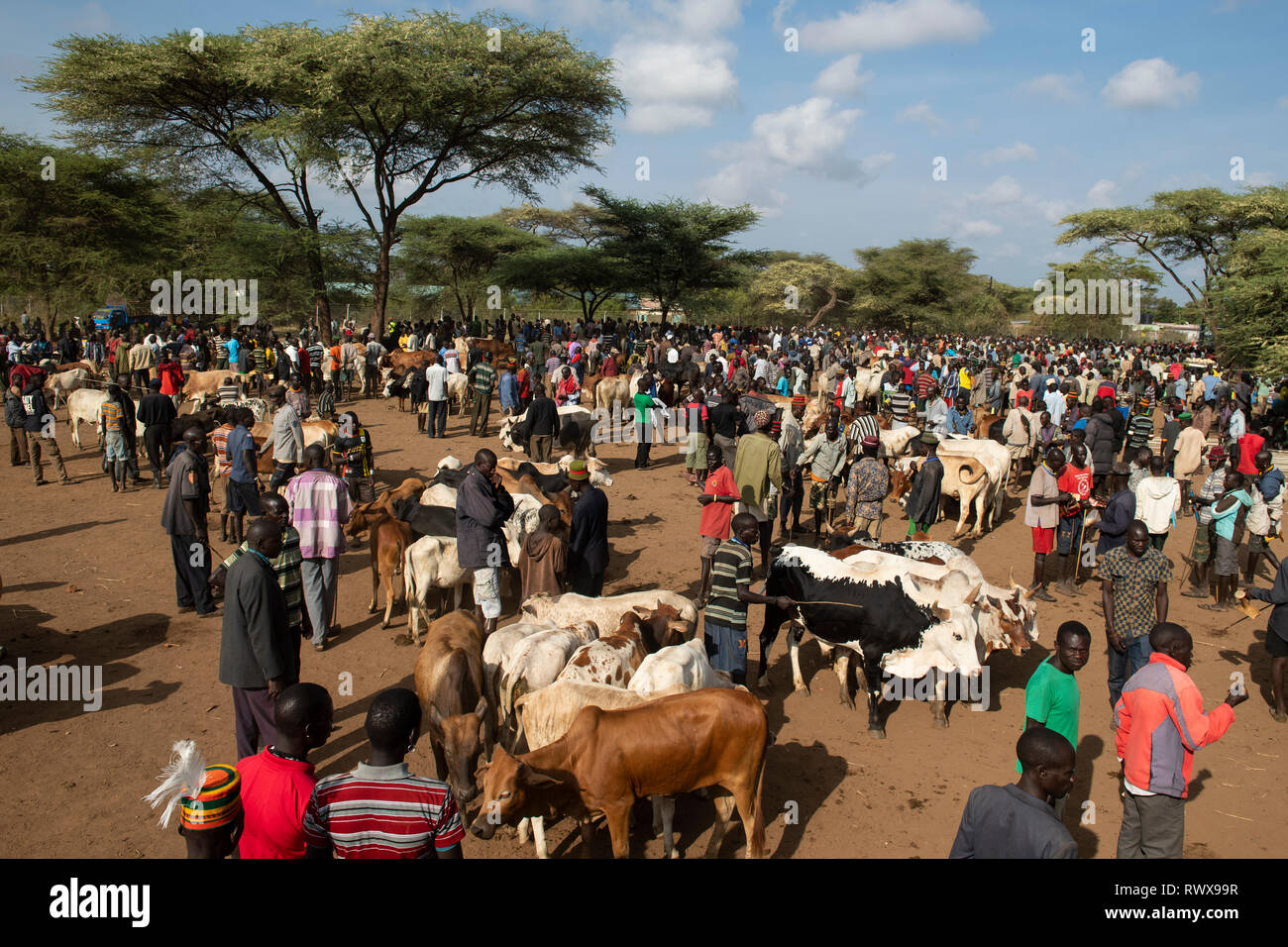 Moroto Viehmarkt, Uganda Stockfoto