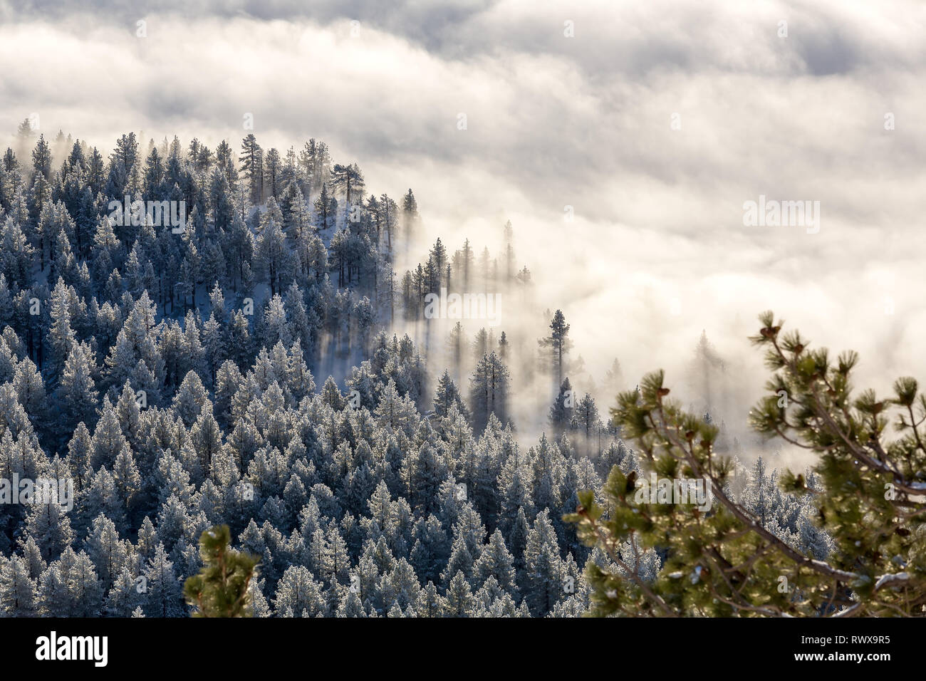 Full Frame geschossen von foggy Inversion und pogonip hoarfrosted Bäume im Winter Stockfoto