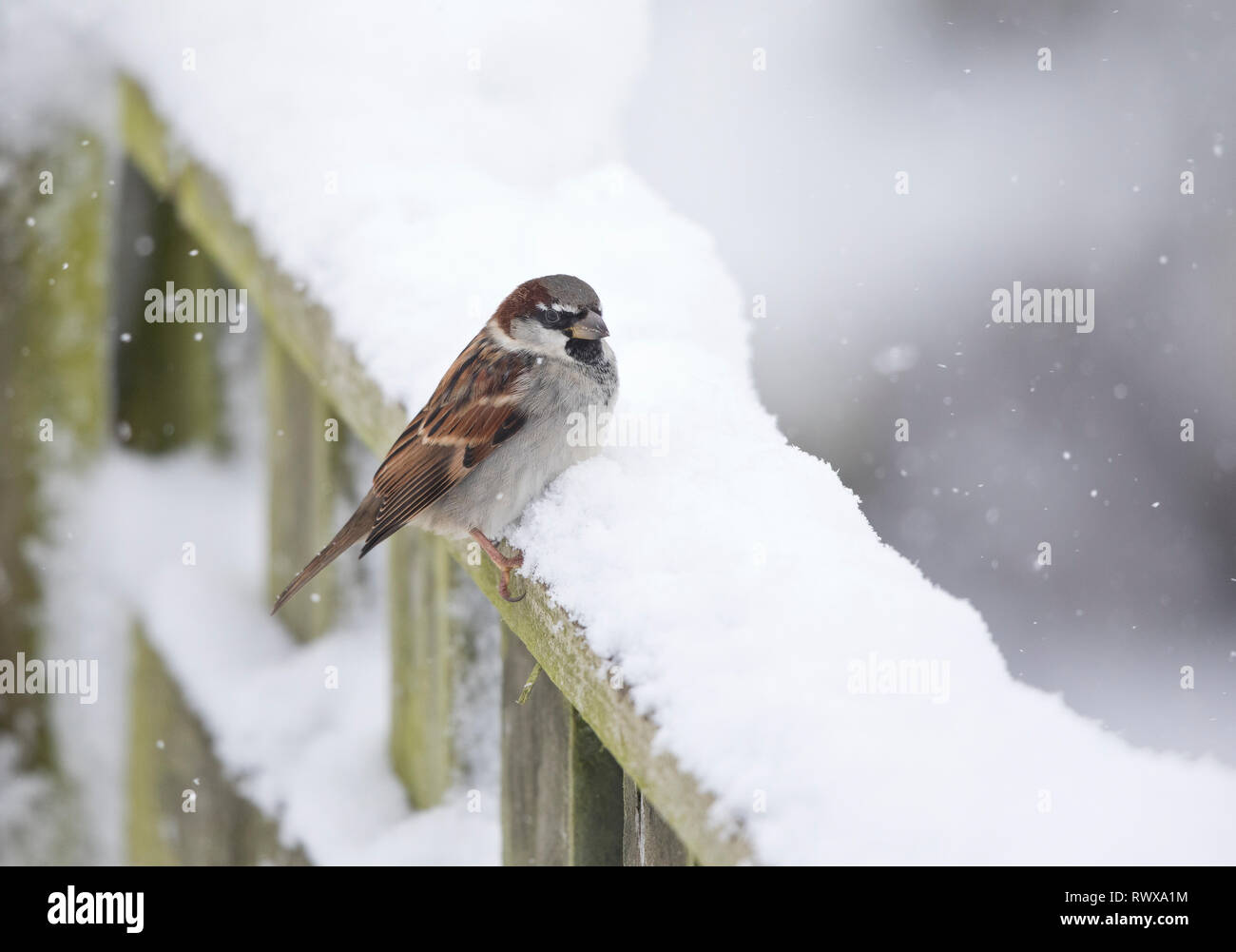 House sparrow, Passer Hausangestellte, auf einem schneebedeckten Zaun in Wales, Großbritannien Stockfoto