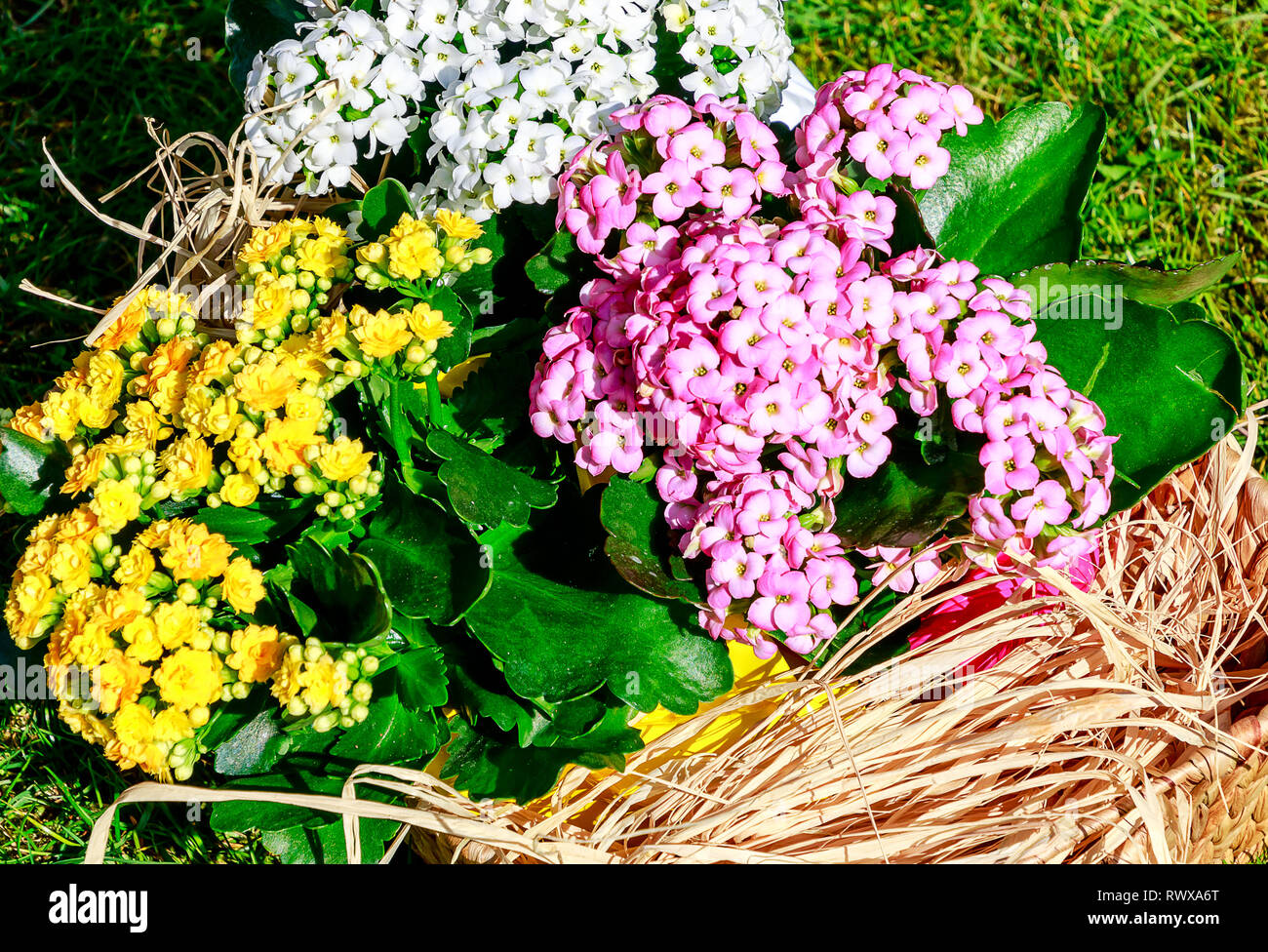 Gelb, rosa und weißen Kalanchoe blossfeldiana mit Wächsernen-grünen Blättern. Stockfoto