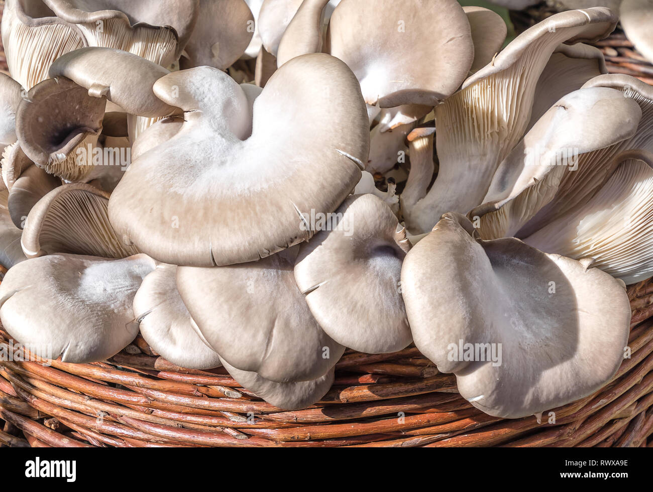 Frischen Austernpilzen (Pleurotus ostreatus) im Weidenkorb Stockfoto