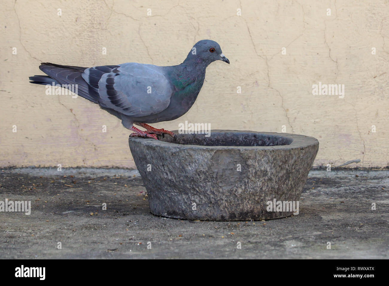 Eine gewöhnliche Taube ist auch bekannt als Indian Rock Pigeon kam, um etwas Wasser auf meinem Dach zu trinken. Stockfoto