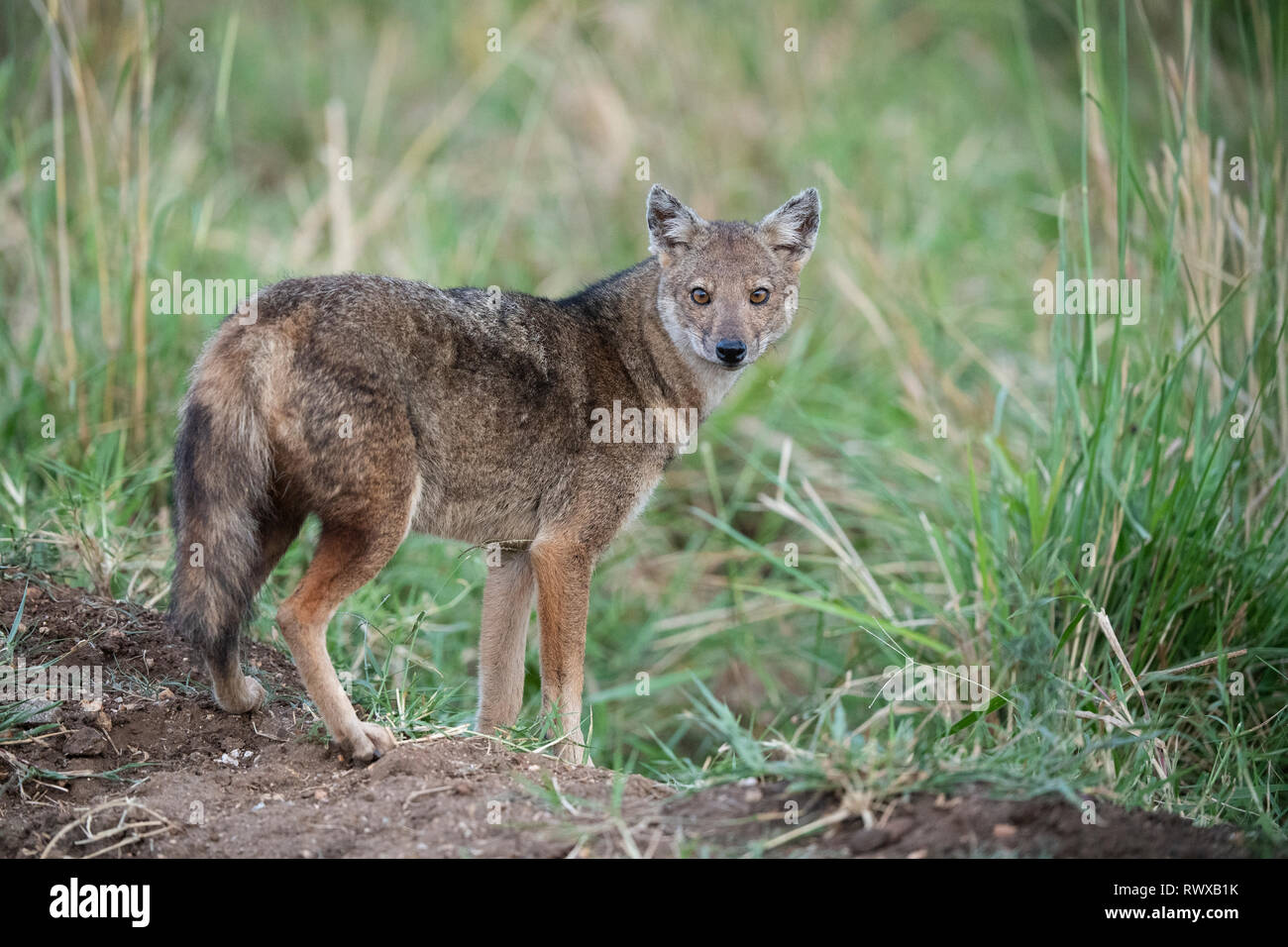 Seite - gestreifte Schakal, Canis adustus, kidepo Valley Nationalpark, Uganda Stockfoto