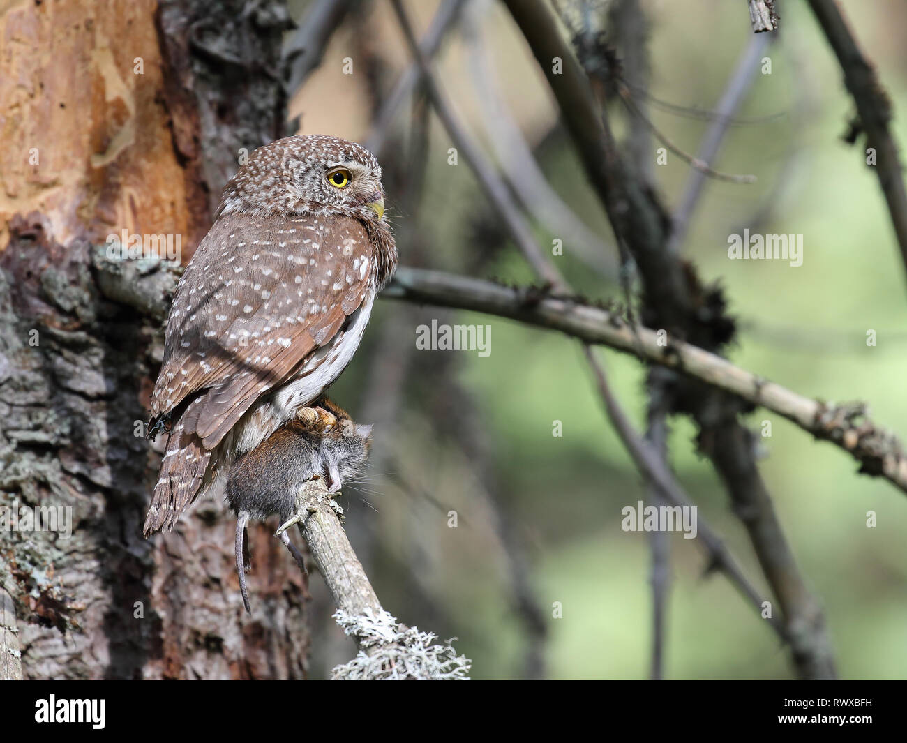 Eurasische Sperlingskauz Stockfoto