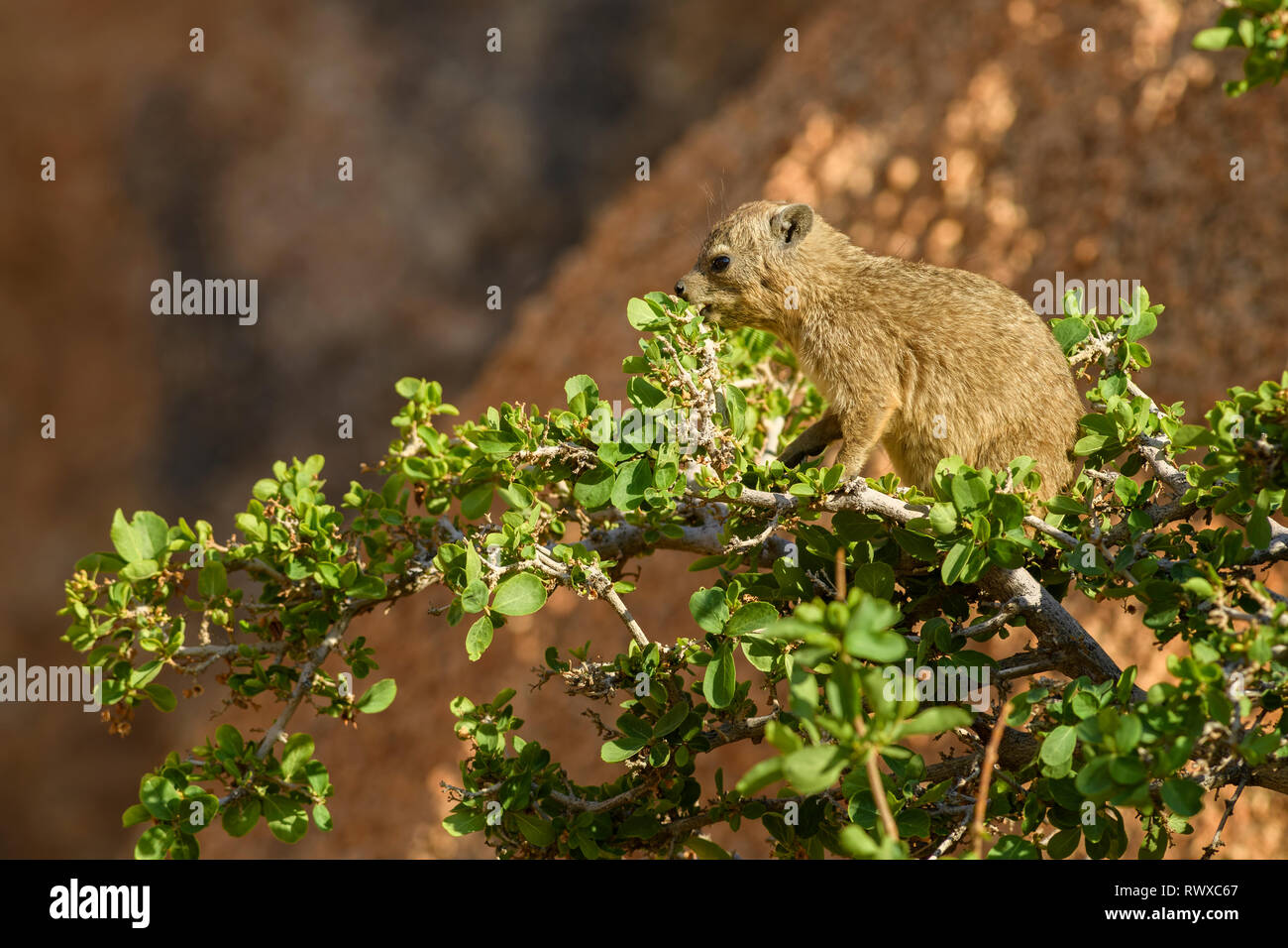 Gemeinsame Klippschliefer - Procavia capensis, kleines Säugetier aus afrikanischen hillls und Berge, Namibia. Stockfoto