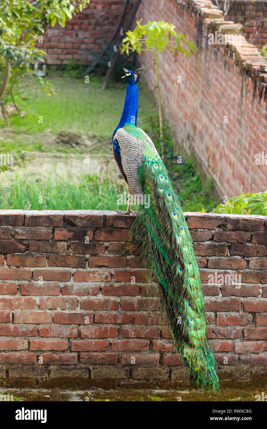 Ein wunderschöner Pfau ruft an einer Mauer vor meinem Haus. Stockfoto