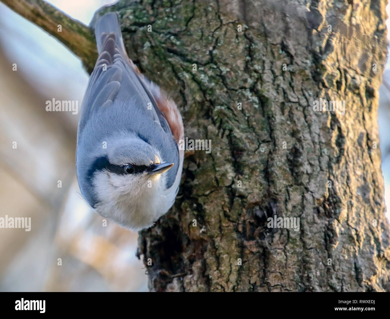 Eurasische Kleiber Stockfoto