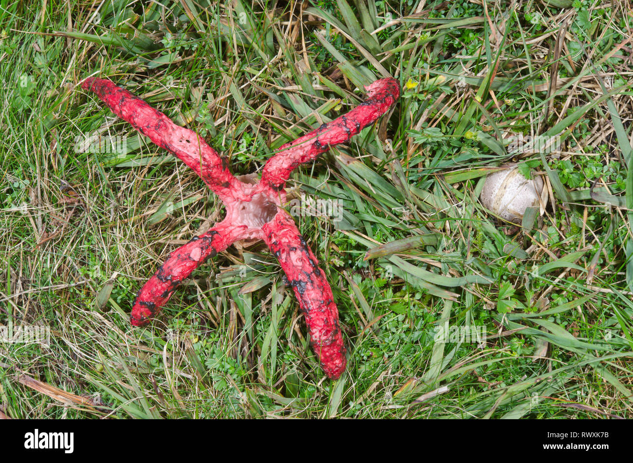 Devil's Finger oder Octopus Exemplar des Gemeinen Stinkmorchels (Clathrus archeri). Sussex, UK Stockfoto