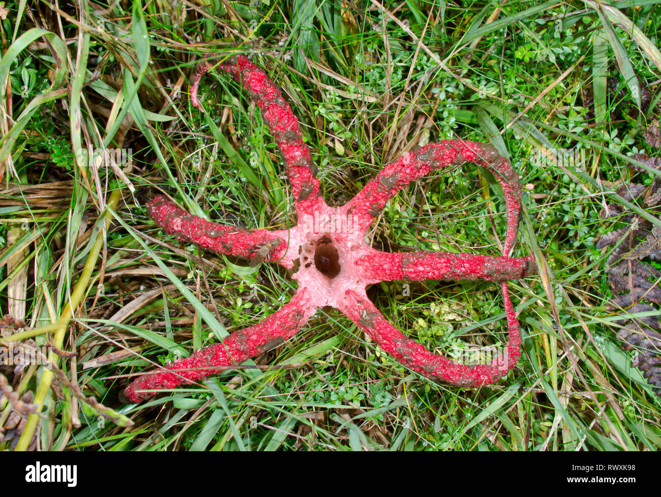 Devil's Finger oder Octopus Exemplar des Gemeinen Stinkmorchels (Clathrus archeri). Sussex, UK Stockfoto