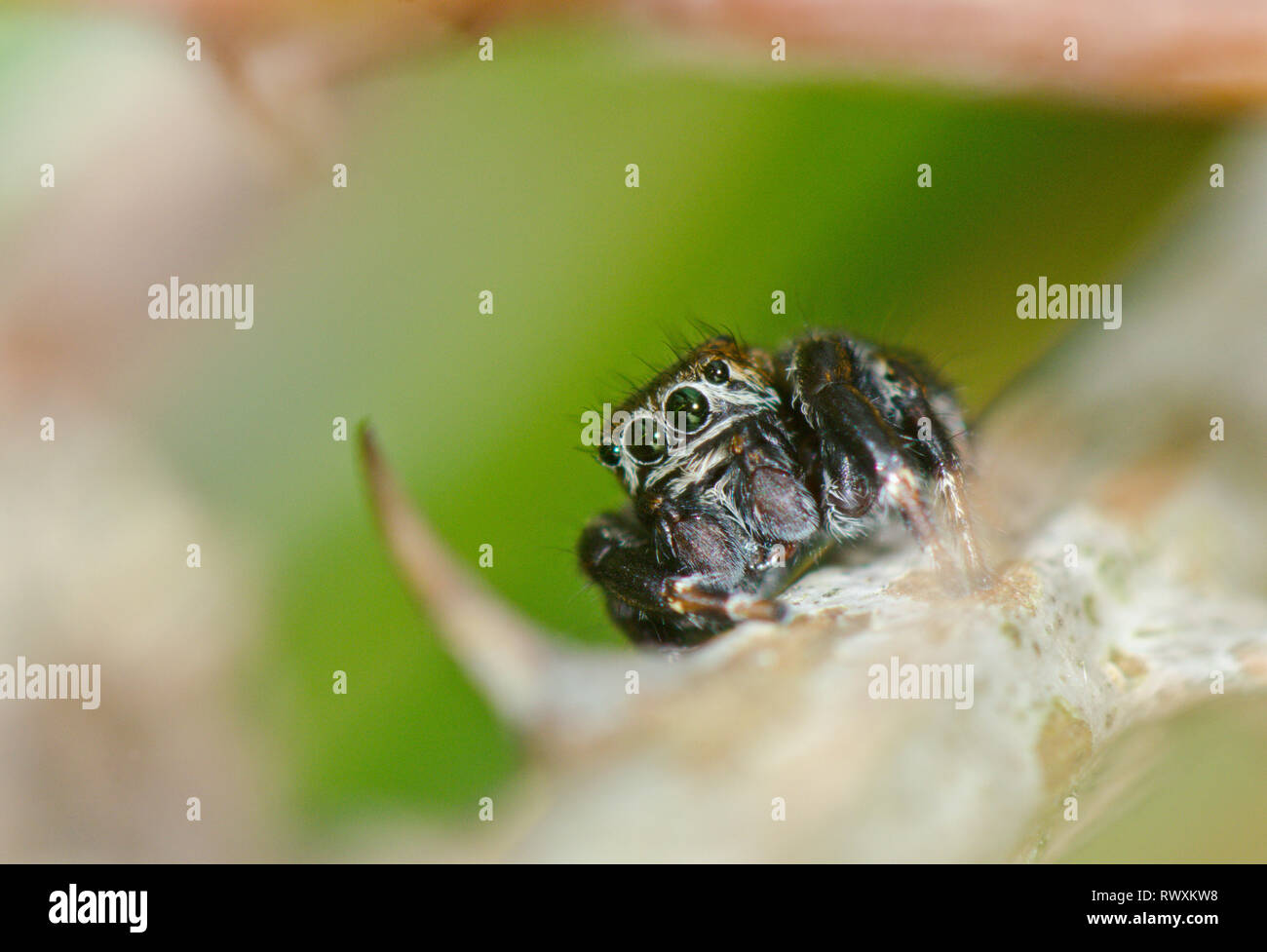 Männliche neigte Jumper Jumping Spider (Evarcha Arcuata) in Ruhe, Der. Sussex, UK Stockfoto