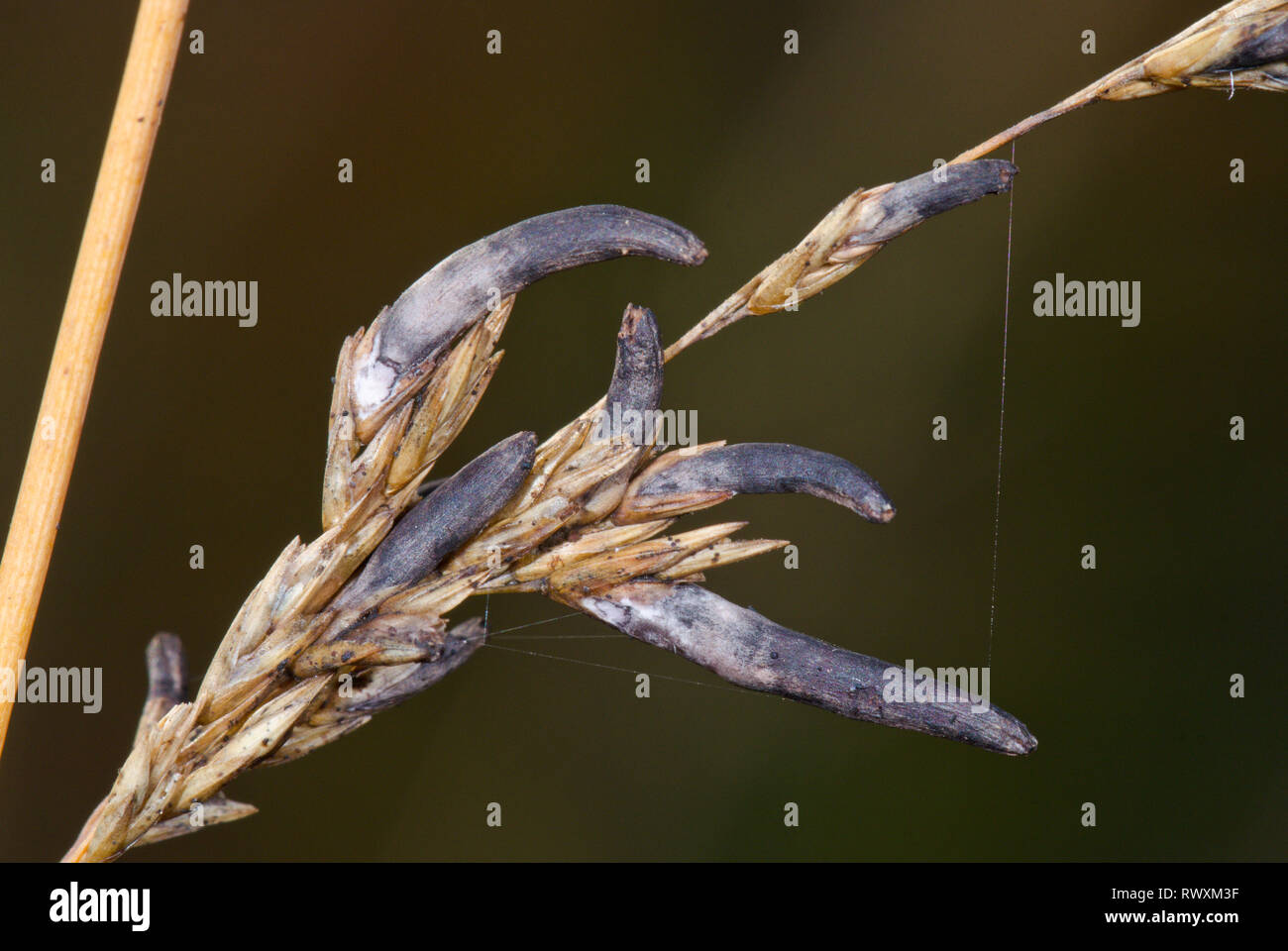 Tödlich giftige Pilze Mutterkorn (Claviceps purpurea). Sussex, UK Stockfoto
