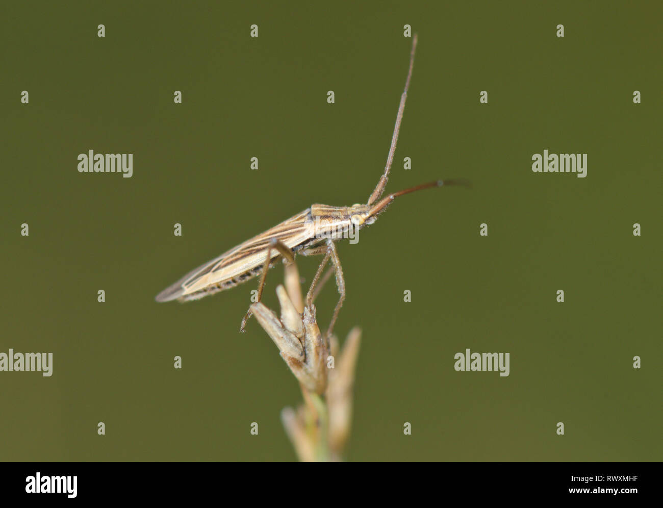 Stenodema laevigata Anlage Bug Miridae. Sussex, UK Stockfoto