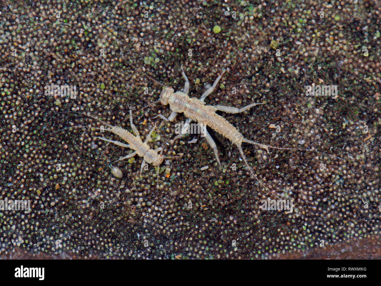 Stonefly Nymphen in flachen Teich - plecoptera. Sussex, UK Stockfoto