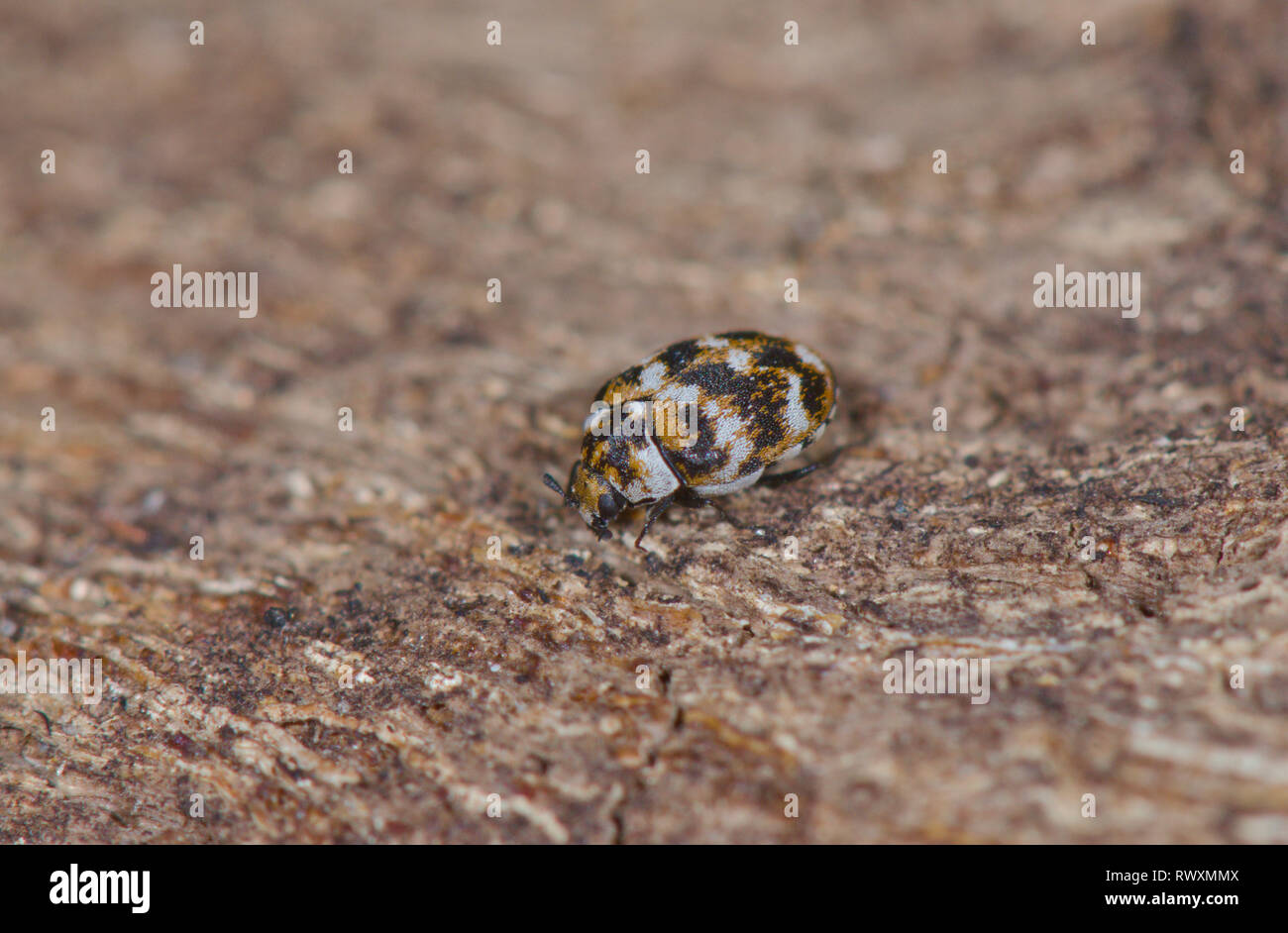 Abwechslungsreiche Teppich Käfer (Anthrenus verbasci), Dermestidae. Sussex, UK Stockfoto