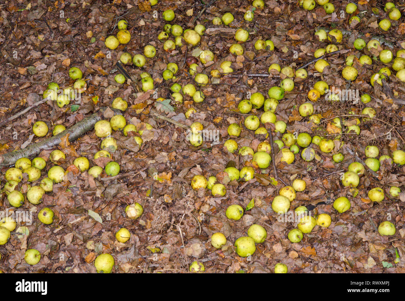 Wilde Äpfel auf dem Boden. Windschlag in Sussex, UK. Stockfoto