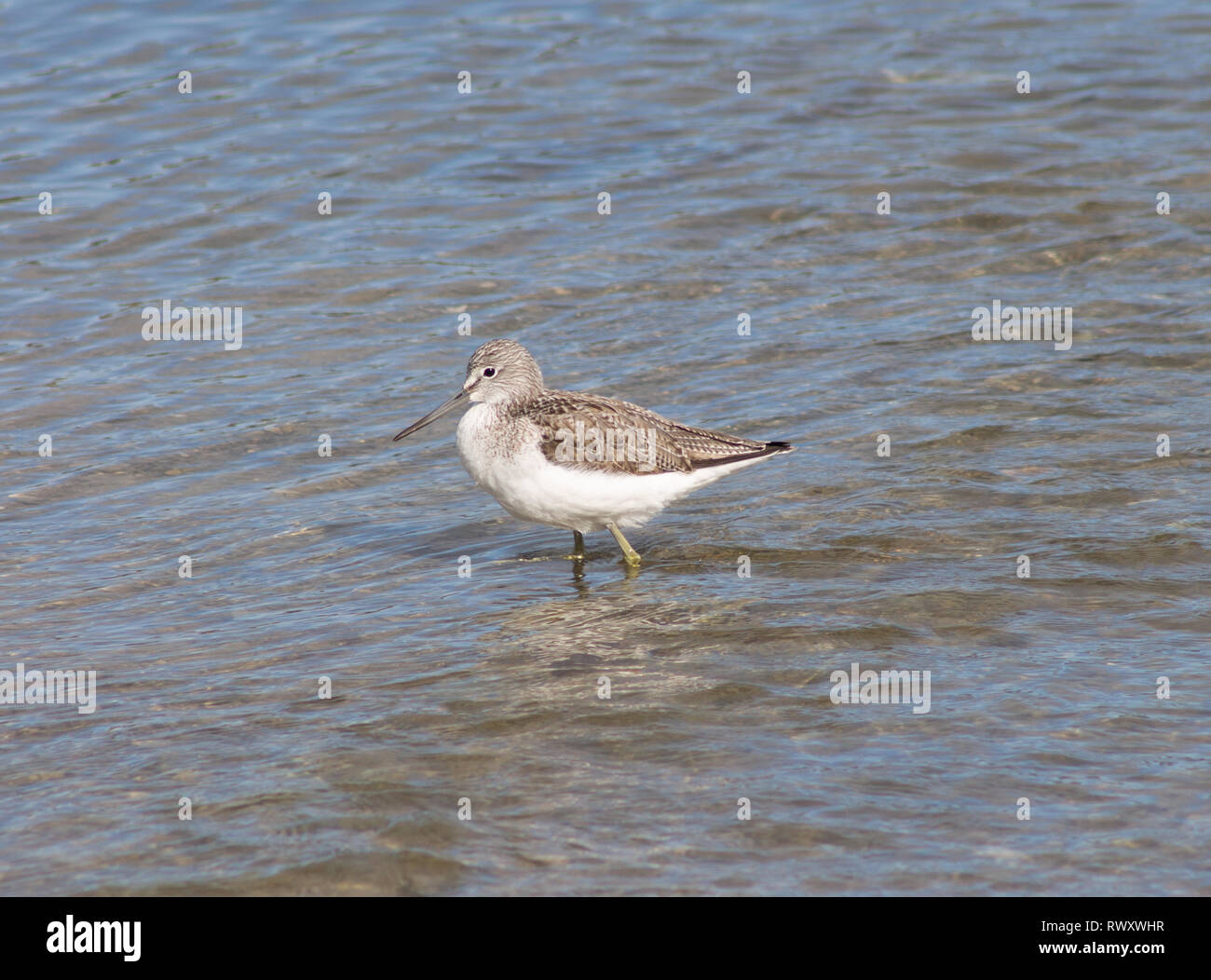 Gemeinsame grün Schaft tringa nebularia Waten im seichten Wasser Stockfoto