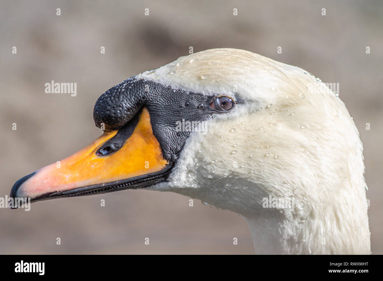 Nahaufnahme männlich oder cob Höckerschwan Cygnus olor in voll zur Zucht Gefieder Stockfoto