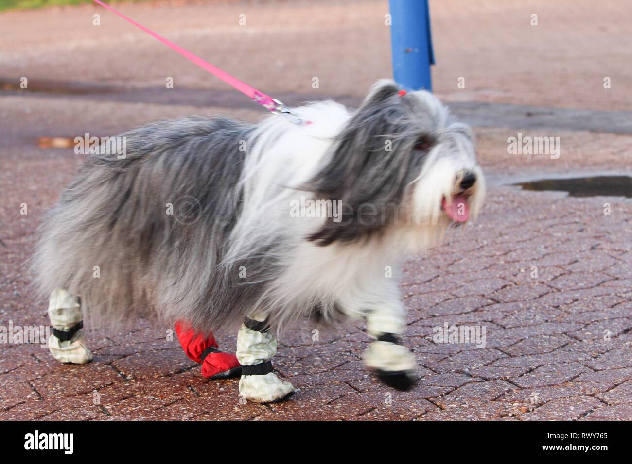 Birmingham, Großbritannien. 8 Mär, 2019. Hunde anreisen, am zweiten Tag der Crufts 2019 Credit: ️Jon Freeman/Alamy leben Nachrichten Stockfoto