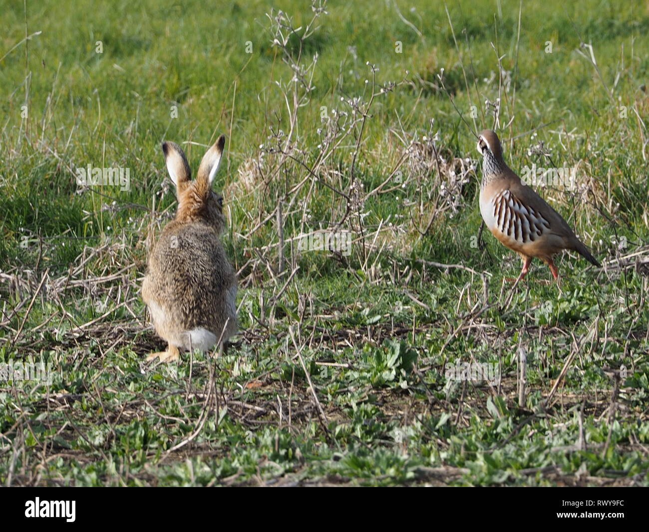 Harty, Kent, Großbritannien. 8. März, 2019. UK Wetter: ein sonniger Morgen im Elmley, Kent. Ein Hase ist ein kurzer Blick auf eine rot-legged Partridge. Credit: James Bell/Alamy leben Nachrichten Stockfoto