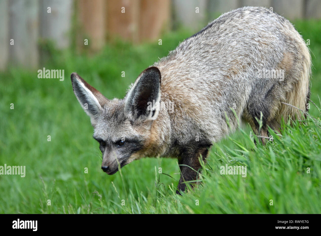 Bat-eared Fox im Afrika lebendig, Wild Animal Park, Kessingland, Suffolk, Großbritannien Stockfoto