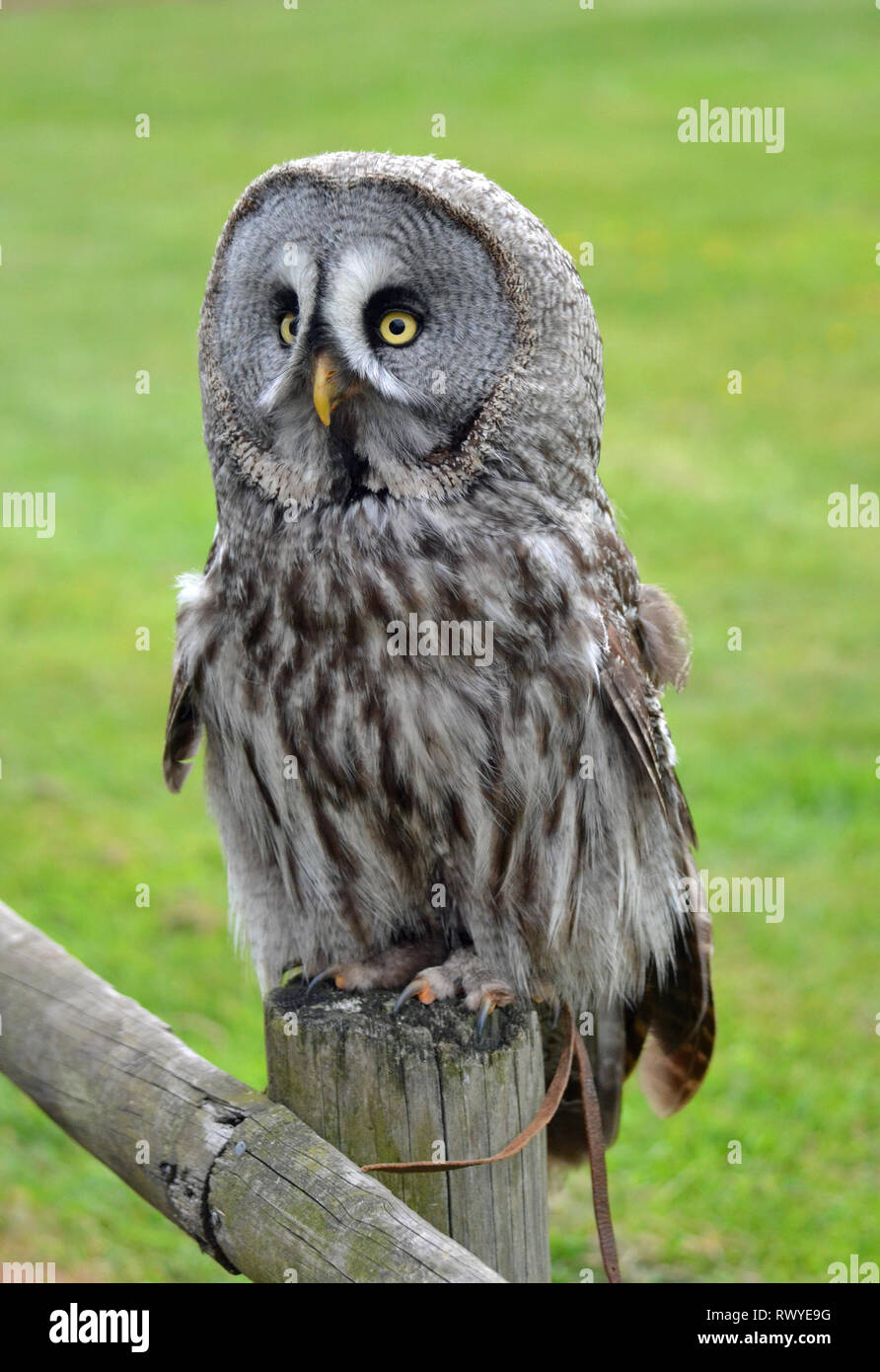 Bartkauz in Afrika leben, Wild Animal Park, Kessingland, Suffolk, Großbritannien Stockfoto