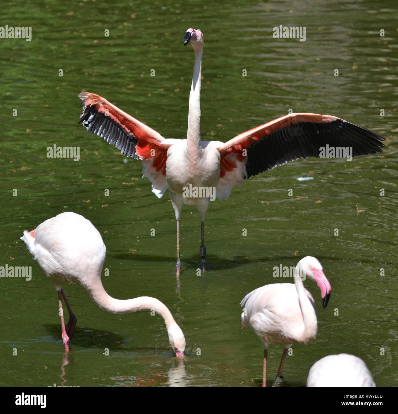 Chilenische Flamingos in Afrika leben, Wild Animal Park, Kessingland, Suffolk, Großbritannien Stockfoto