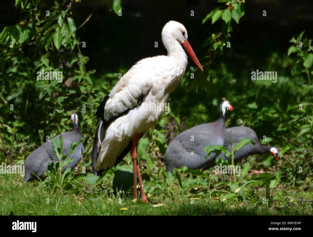 Stork und Perlhühner in Afrika leben, Wild Animal Park, Kessingland, Suffolk, Großbritannien Stockfoto