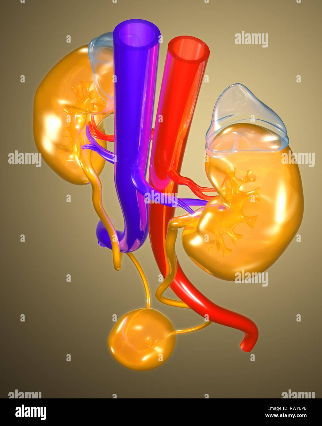Harnwege einer Frau mit Nieren, Nebennieren, Arterien, Venen, Harnleiter und Harnblase. 3D-Darstellung Stockfoto