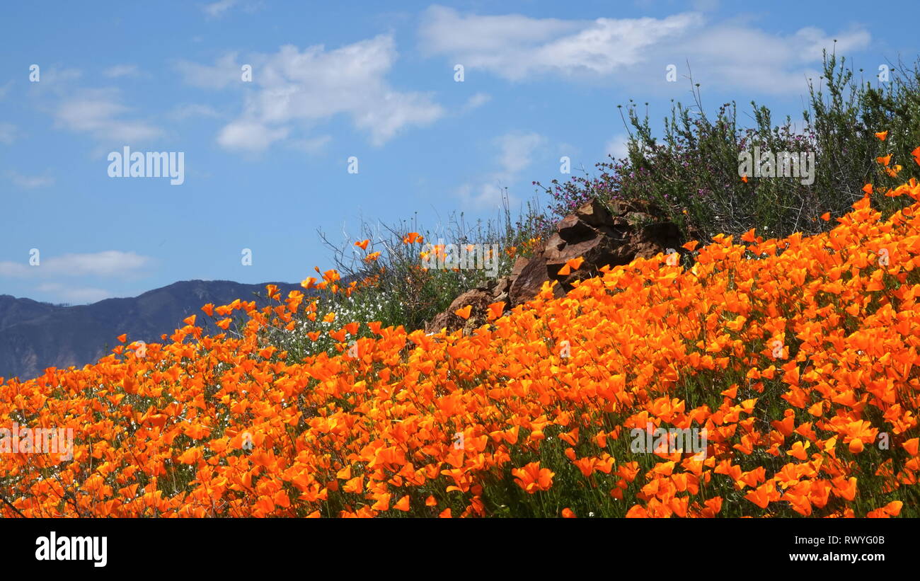 Helles orange Mohn Blumen unter einem blauen Himmel während der 2019 Kalifornien super Blüte Stockfoto