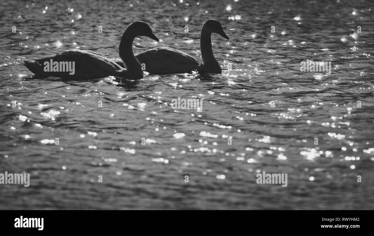 Höckerschwan (Cygnus olor), UK - Seitenansicht Portrait von ein paar Schwäne mit identischen Körperformen fast auf einer strahlenden Sonne silhouetted beleuchteten See Stockfoto Höckerschwan (Cygnus olor), UK - Seitenansicht Portrait von ein paar Schwäne mit identischen Körperformen fast auf einer strahlenden Sonne silhouetted beleuchteten See Stockfoto