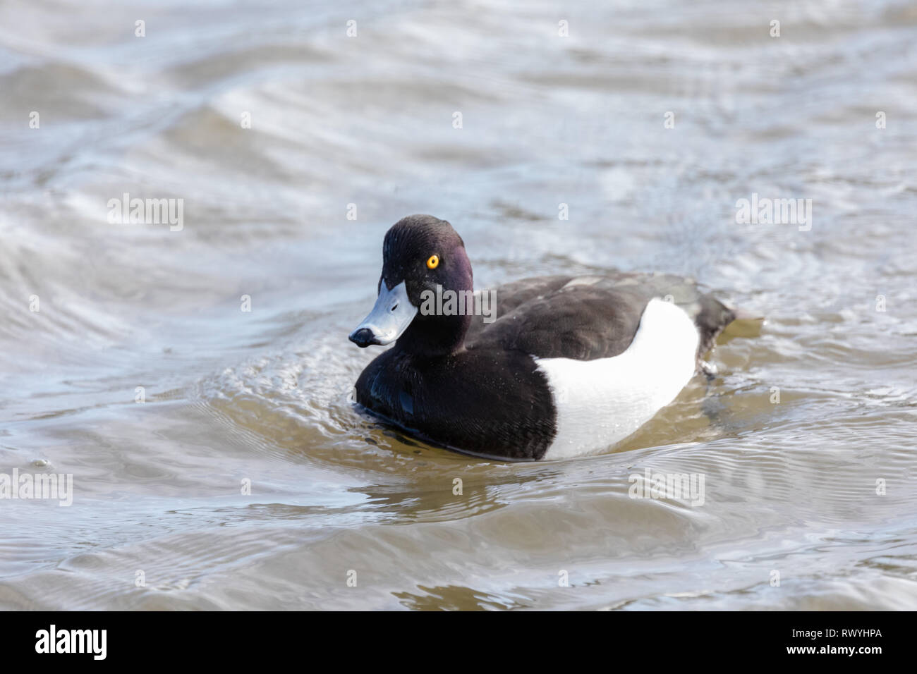 Männliche Taubentaucher (Aythya fuligula), die allein in einem See schwimmen Stockfoto