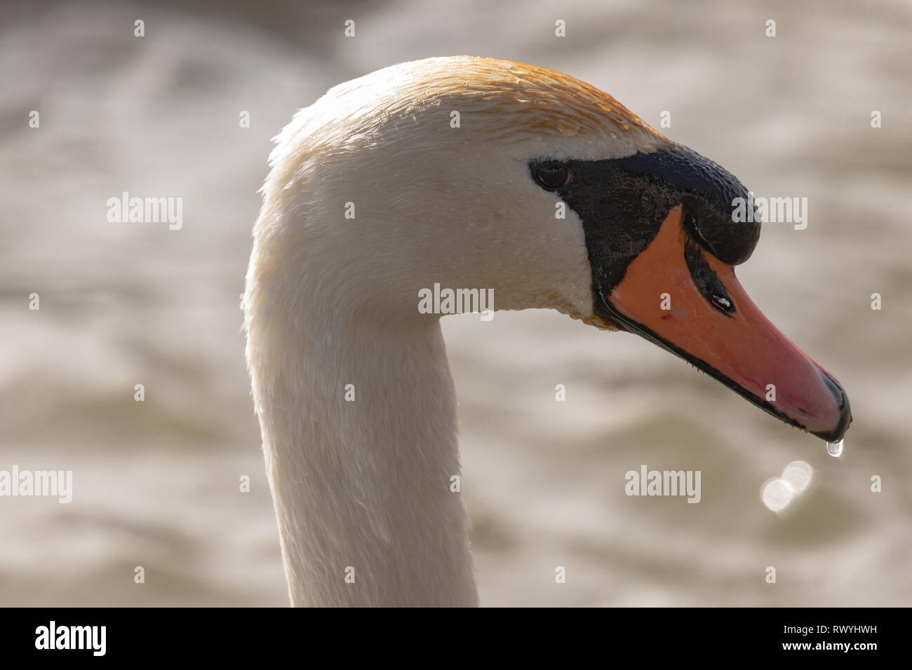 Höckerschwan (Cygnus olor), UK-Kopf Seite Profil Portrait eines erwachsenen Schwan auf einem See zeigt Gefieder Detail mit bokeh Hintergrund Stockfoto