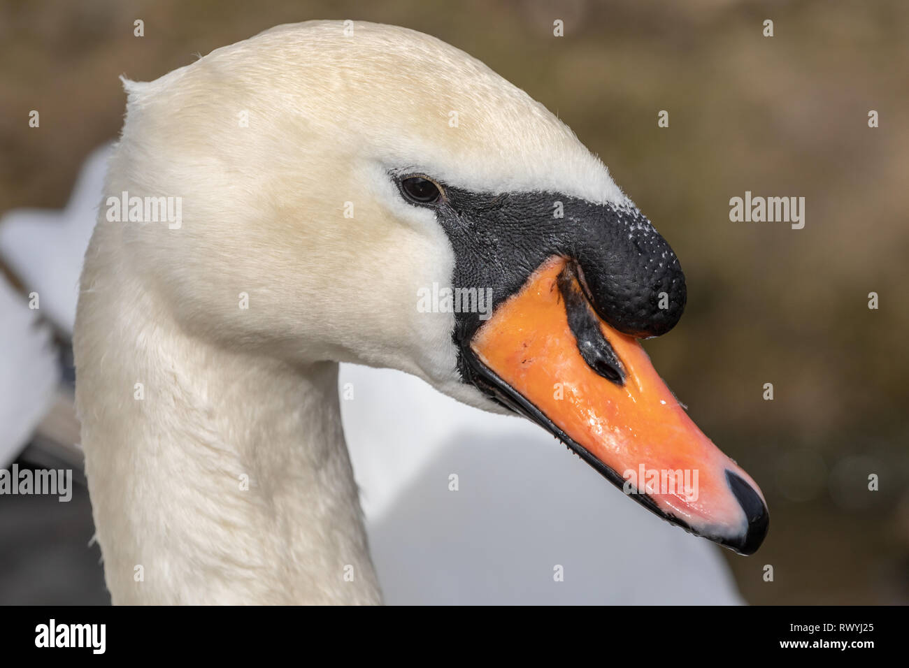 Höckerschwan (Cygnus olor), UK-Kopf Seite Profil Portrait eines erwachsenen Schwan land Übersicht Gefieder detail Stockfoto