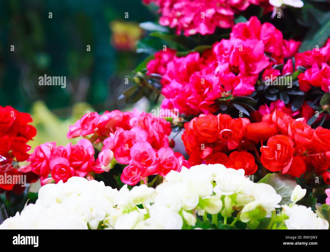 Gloxinia sinningia Fotos und Bildmaterial in hoher Auflösung Alamy