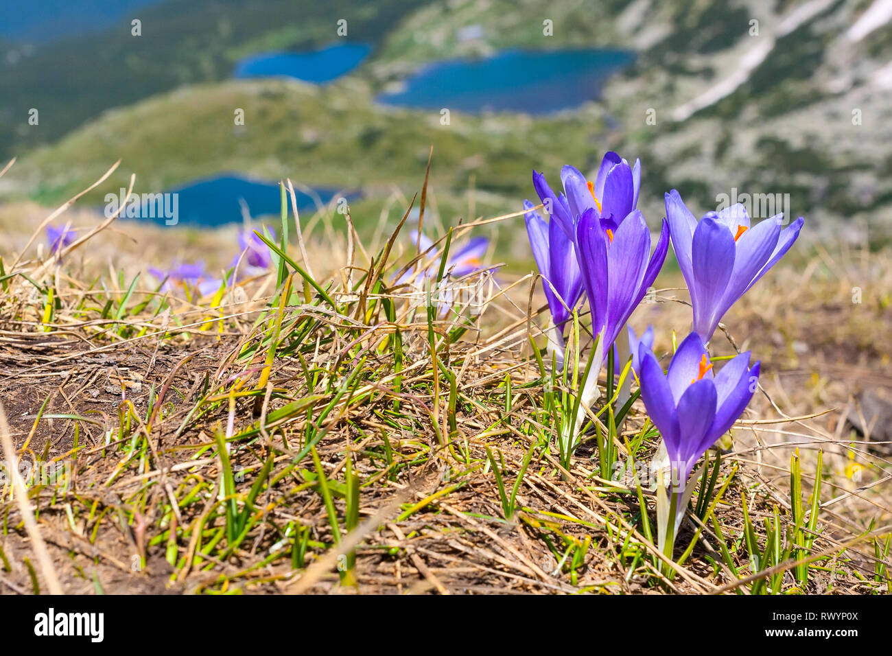 Frühling Hintergrund mit close-up-Gruppe der blühenden Krokusse Frühlingsblumen und Sieben Rila-Seen, Bulgarien Stockfoto