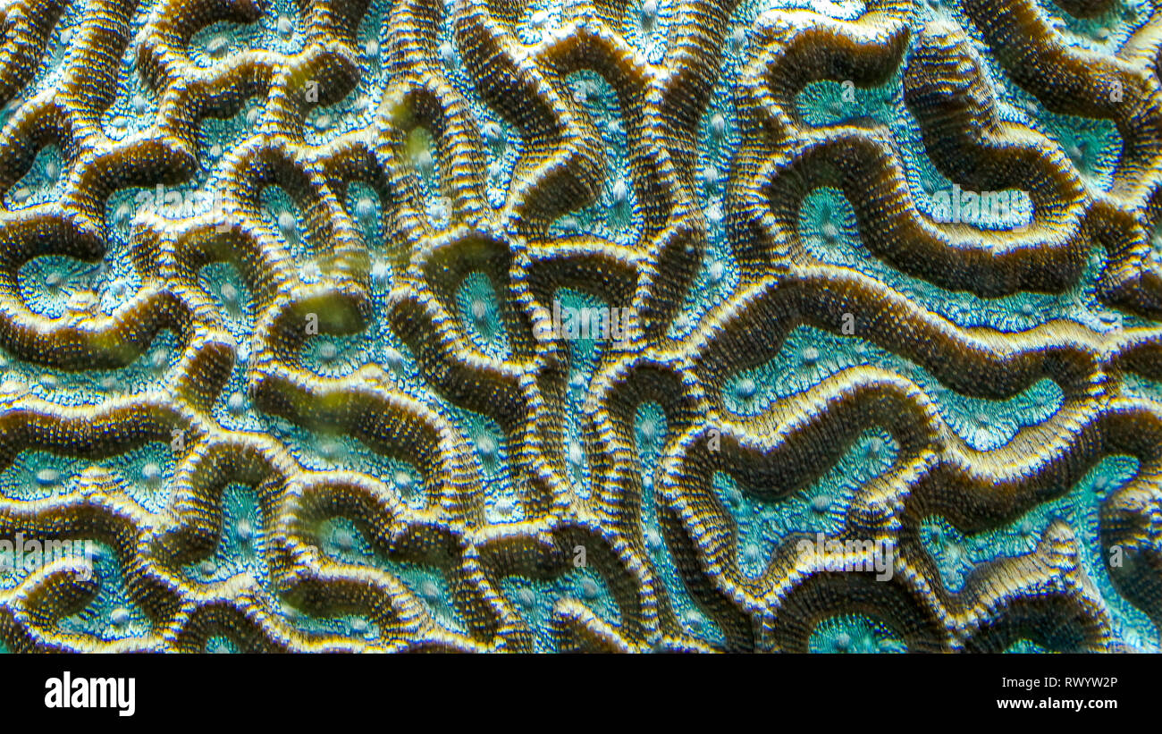 Korallen auf der Unterwasser Bett mit blauer Farbe schwarz. Korallen sind wirbellose Meerestiere in der Klasse Blumentieren der Stamm Cnidaria. Stockfoto