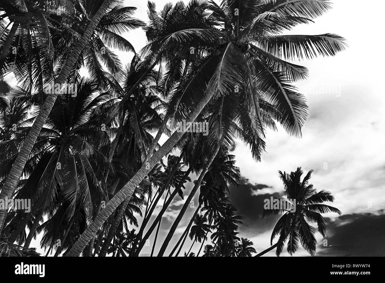 Tropische Kokosnuss Palmen auf hellen Hintergrund isoliert. Schwarz/Weiß-Bild Stockfoto