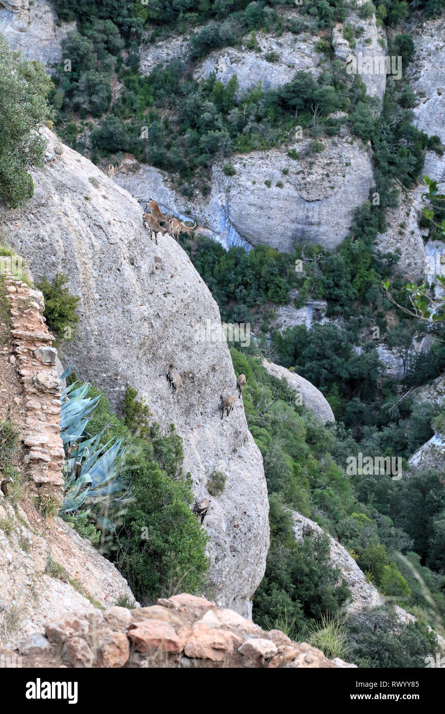 Bergziegen auf Montserrat, Katalonien, Spanien Stockfoto