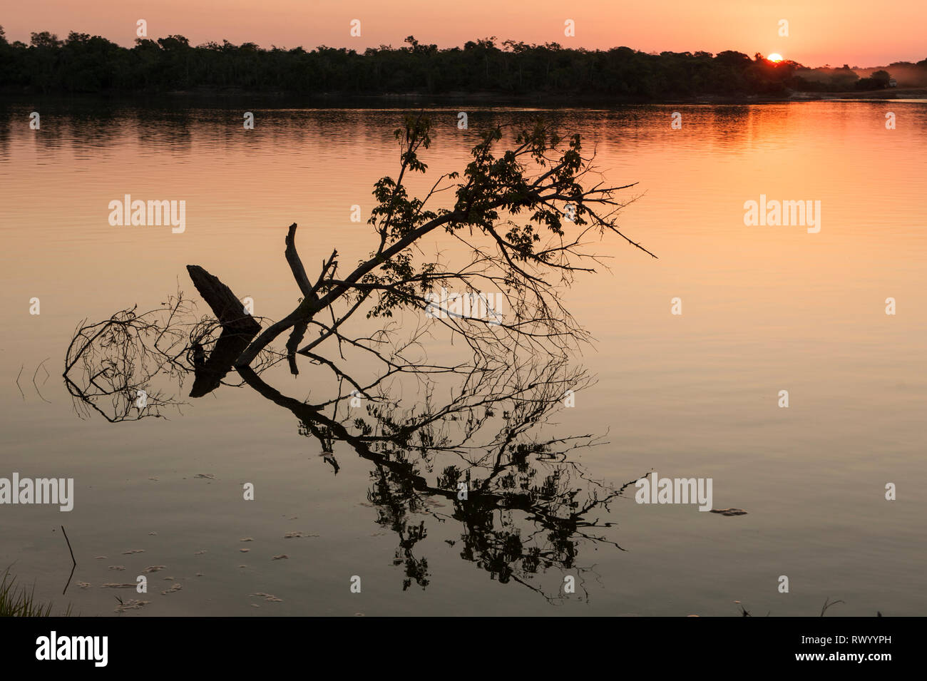 Mato Grosso, Brasilien. Sonnenuntergang auf dem Xingu River mit getauchten Bäumen. Stockfoto